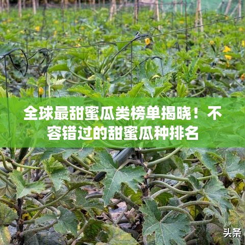 全球最甜蜜瓜类榜单揭晓！不容错过的甜蜜瓜种排名