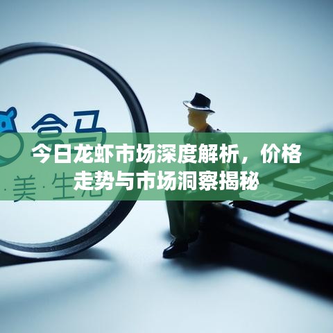 今日龙虾市场深度解析，价格走势与市场洞察揭秘