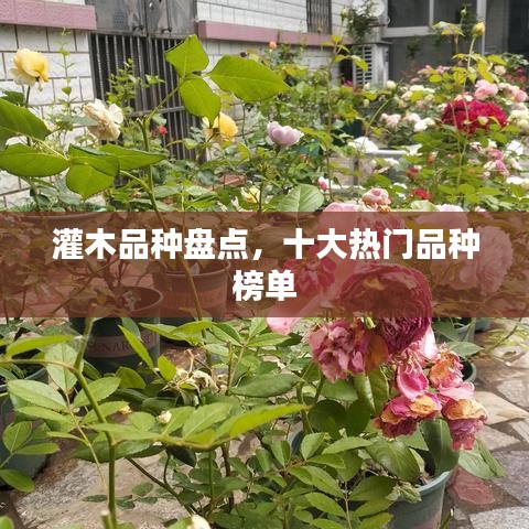 灌木品种盘点，十大热门品种榜单
