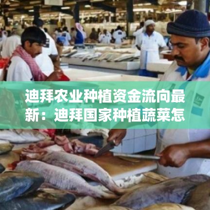迪拜农业种植资金流向最新：迪拜国家种植蔬菜怎么样 