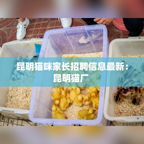 昆明猫咪家长招聘信息最新：昆明猫厂 