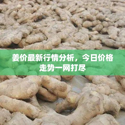 姜价最新行情分析，今日价格走势一网打尽
