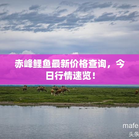 赤峰鲤鱼最新价格查询，今日行情速览！