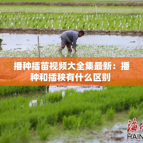 播种插苗视频大全集最新：播种和插秧有什么区别 