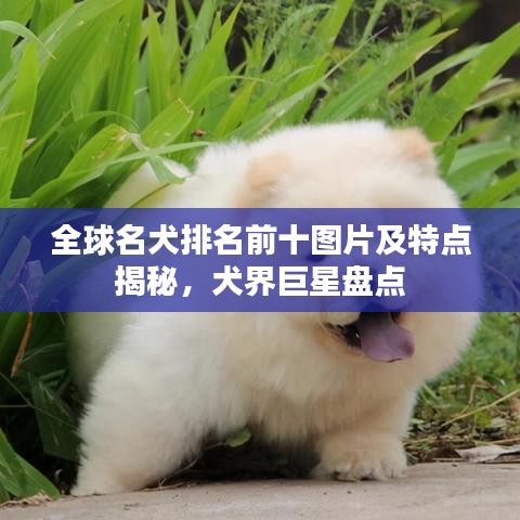 全球名犬排名前十图片及特点揭秘，犬界巨星盘点