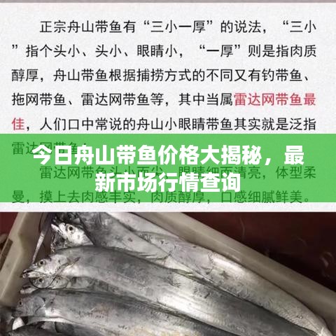 今日舟山带鱼价格大揭秘，最新市场行情查询