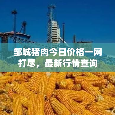 邹城猪肉今日价格一网打尽，最新行情查询