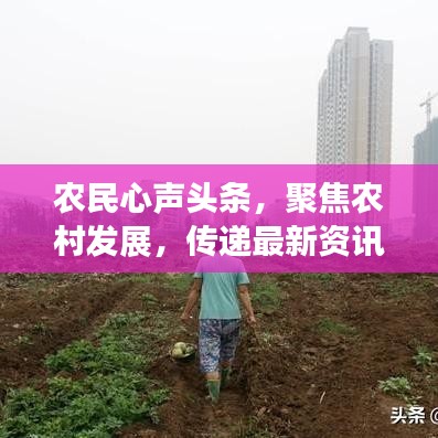 农民心声头条，聚焦农村发展，传递最新资讯