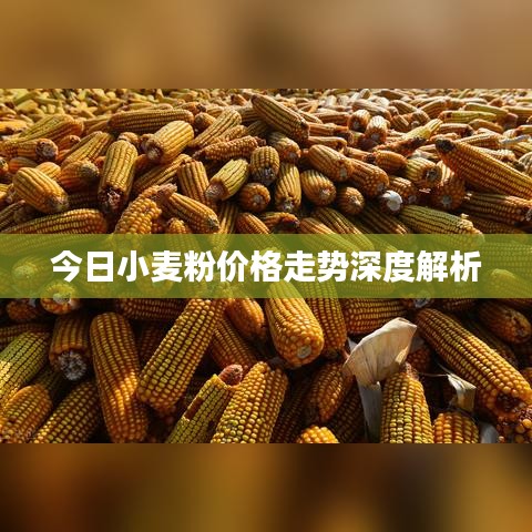 今日小麦粉价格走势深度解析
