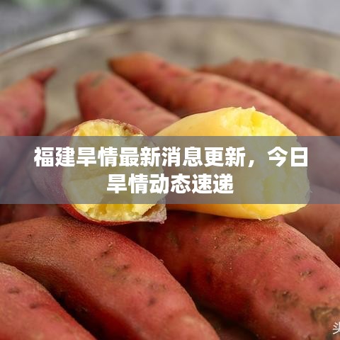 福建旱情最新消息更新，今日旱情动态速递