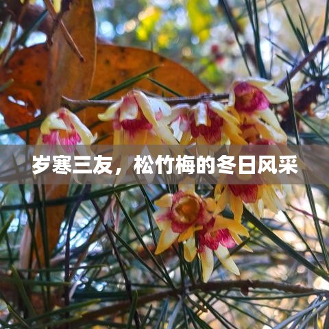 岁寒三友，松竹梅的冬日风采