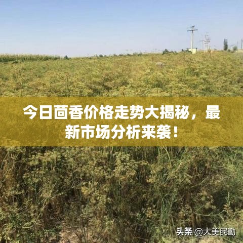 今日茴香价格走势大揭秘，最新市场分析来袭！