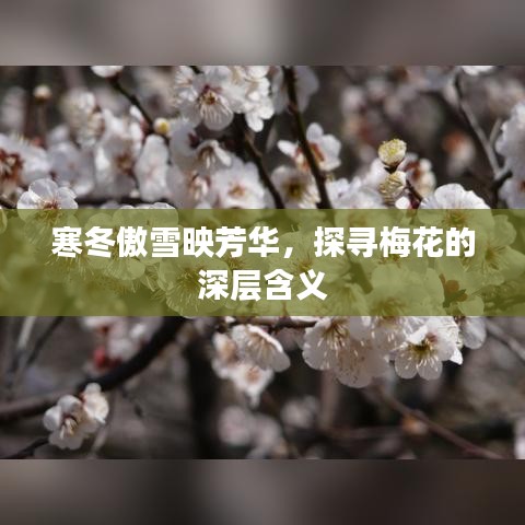 寒冬傲雪映芳华，探寻梅花的深层含义