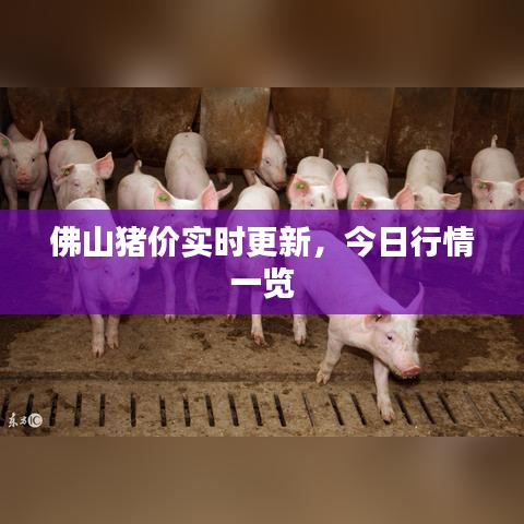 佛山猪价实时更新，今日行情一览