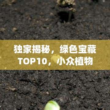 独家揭秘，绿色宝藏TOP10，小众植物基地排名榜单！
