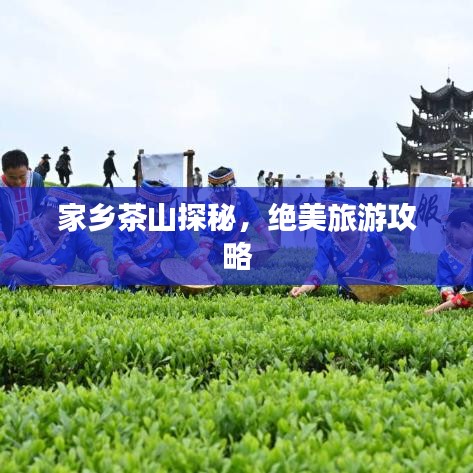 家乡茶山探秘，绝美旅游攻略