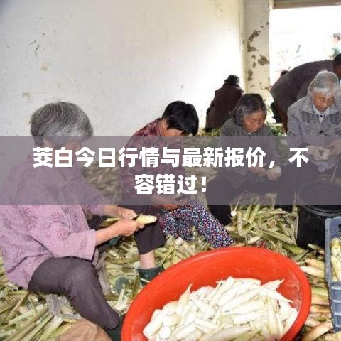 茭白今日行情与最新报价，不容错过！