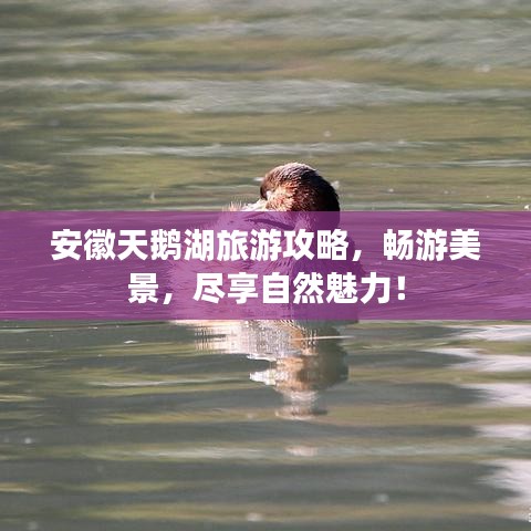 安徽天鹅湖旅游攻略，畅游美景，尽享自然魅力！