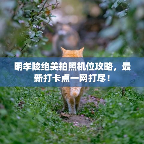 明孝陵绝美拍照机位攻略，最新打卡点一网打尽！