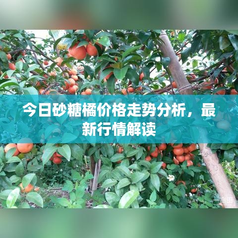 今日砂糖橘价格走势分析，最新行情解读