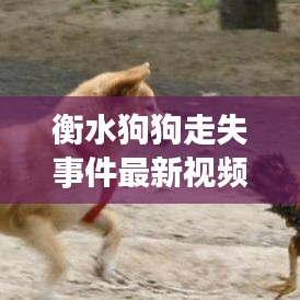 衡水狗狗走失事件最新视频报道，搜救进展与感人瞬间