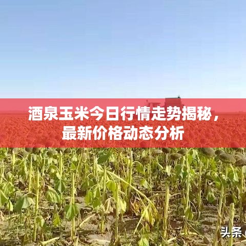 酒泉玉米今日行情走势揭秘，最新价格动态分析