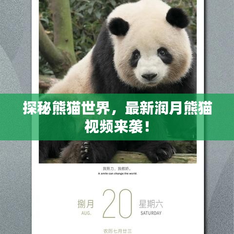 探秘熊猫世界，最新润月熊猫视频来袭！