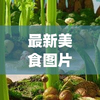 最新美食图片大放送，让你一饱眼福！