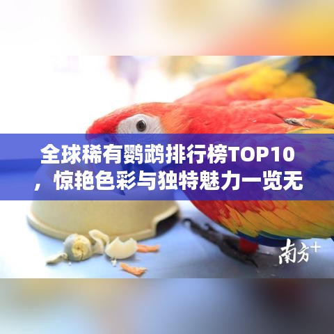全球稀有鹦鹉排行榜TOP10，惊艳色彩与独特魅力一览无遗