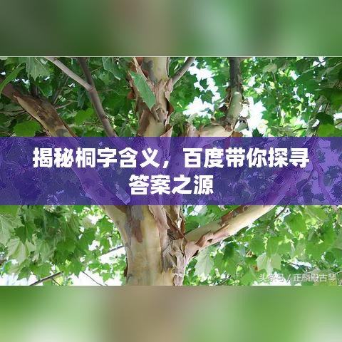 揭秘桐字含义，百度带你探寻答案之源