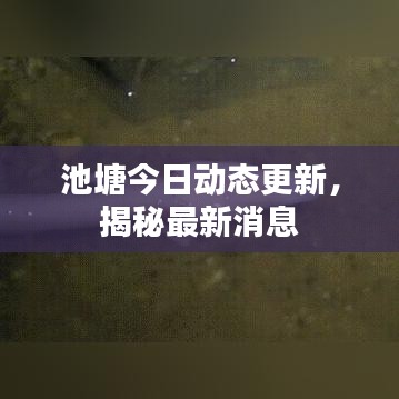 池塘今日动态更新，揭秘最新消息