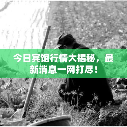 今日宾馆行情大揭秘，最新消息一网打尽！