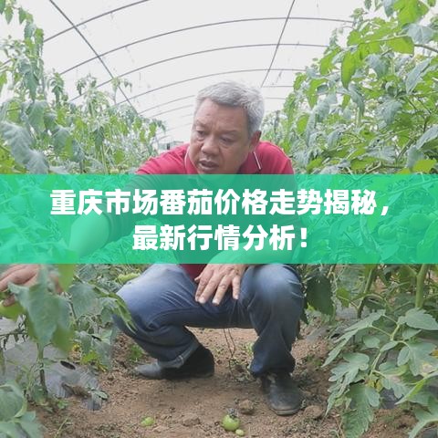 重庆市场番茄价格走势揭秘，最新行情分析！