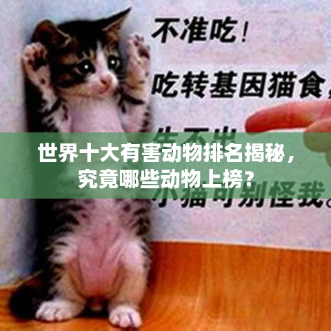 世界十大有害动物排名揭秘，究竟哪些动物上榜？
