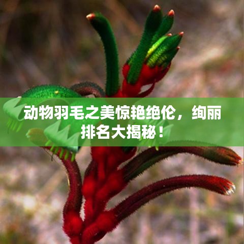 动物羽毛之美惊艳绝伦，绚丽排名大揭秘！