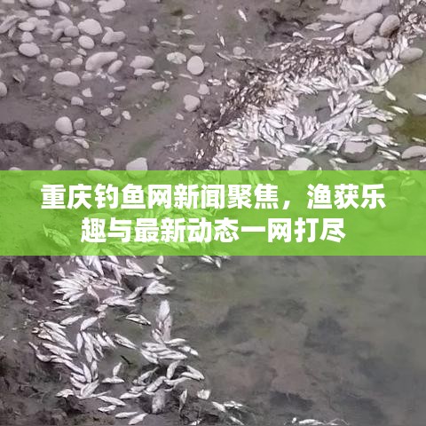 重庆钓鱼网新闻聚焦，渔获乐趣与最新动态一网打尽