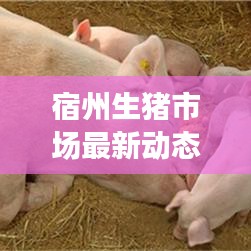 宿州生猪市场最新动态，行业要闻一网打尽