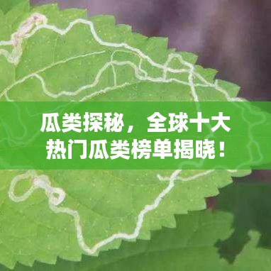 瓜类探秘，全球十大热门瓜类榜单揭晓！