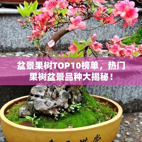 盆景果树TOP10榜单，热门果树盆景品种大揭秘！