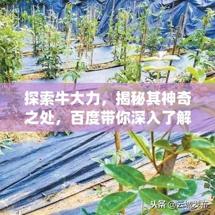 探索牛大力，揭秘其神奇之处，百度带你深入了解