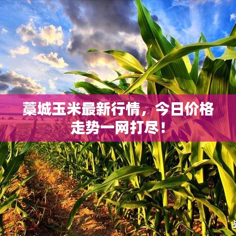 藁城玉米最新行情，今日价格走势一网打尽！