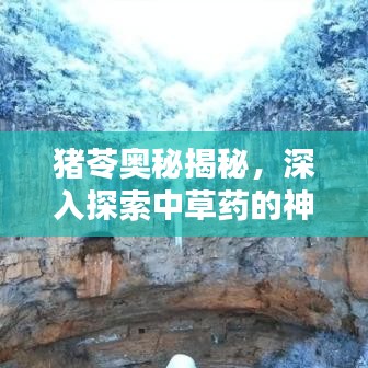 猪苓奥秘揭秘，深入探索中草药的神奇世界