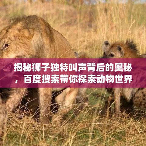揭秘狮子独特叫声背后的奥秘，百度搜索带你探索动物世界！