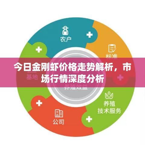 今日金刚虾价格走势解析，市场行情深度分析