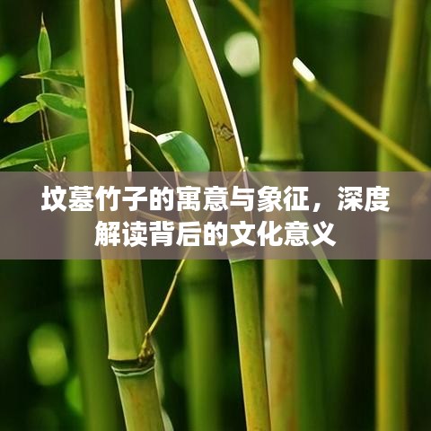 坟墓竹子的寓意与象征，深度解读背后的文化意义