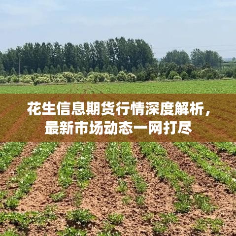 花生信息期货行情深度解析，最新市场动态一网打尽