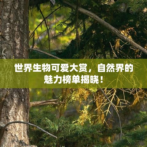 世界生物可爱大赏，自然界的魅力榜单揭晓！