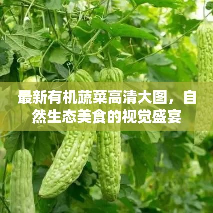 最新有机蔬菜高清大图，自然生态美食的视觉盛宴