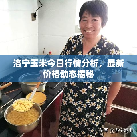 洛宁玉米今日行情分析，最新价格动态揭秘