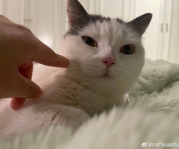 微博如何切换版本同猫咪官方下载,创新解析方案&amp;1440p1_v8.239